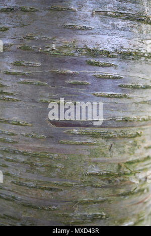 Betula alleghaniensis britton corteccia Foto Stock