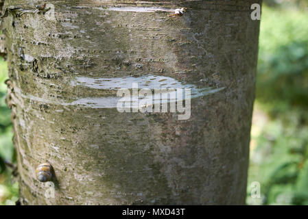 Betula alleghaniensis britton corteccia Foto Stock