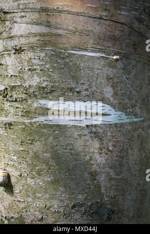 Betula alleghaniensis britton corteccia Foto Stock