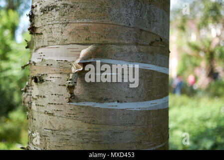 Betula alleghaniensis britton corteccia Foto Stock