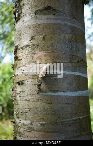 Betula alleghaniensis britton corteccia Foto Stock