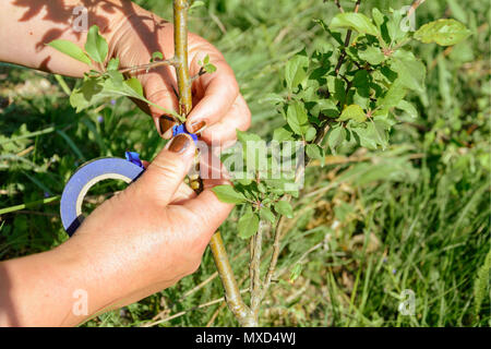 Giardiniere avvolge il luogo innestate mediante innesto di nastro 2018 Foto Stock