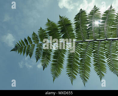 Rametto di un albero fern visto da sotto Foto Stock