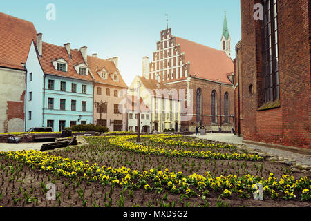 Riga, Lettonia. Riforma tra piazza San Pietro Chiesa e Skarnu iela street. Fiore giallo pansy fiori che crescono su aiuola. Foto Stock