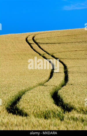 Limagne pianura. Tracce di pneumatici nel mezzo di un campo di mais, Puy de Dome, Auvergne, Francia Foto Stock