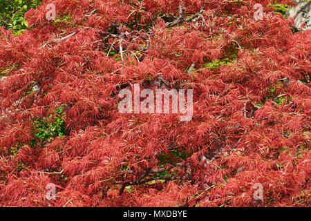 Giapponese acero cutleaf (Acer palmatum Strata rosso). Noto come il giapponese threadleaf anche di acero. Foto Stock