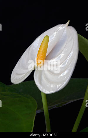 Tailflower (Anthurium andraeanum). Noto come Flamingo Fiore e Laceleaf anche. Foto Stock