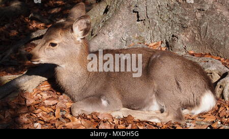 Baby cervi di Nara, Giappone Foto Stock