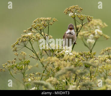 Un maschio Whitethroat comune (Sylvia communis) cantare & appollaiato sul gambo della mucca prezzemolo, Norfolk Foto Stock