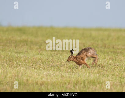 Un marrone lepre (Lepus europaeus) in esecuzione in prima serata la luce del sole attraverso i terreni agricoli, Norfolk Foto Stock