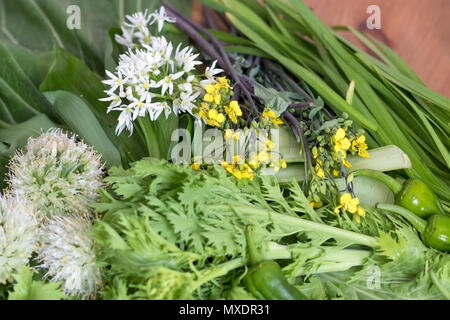 La fioritura e di foglia verde asiatico (prevalentemente giapponese) verdure organiche. Appena raccolto e ideale per insalata o friggere. Foto Stock