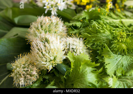 Fioritura di cipolla gallese (negi, Giapponese raggrinzimento cipolla) tra fresco raccolte asiatici organico verde verdure. Foto Stock