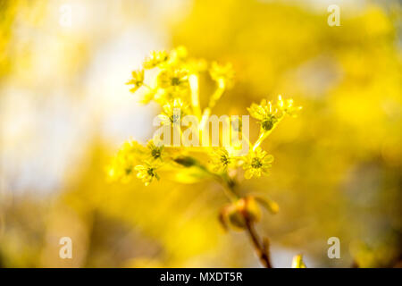 Maple fiorisce in primavera Foto Stock