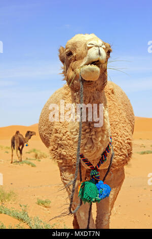 Cammelli nel deserto del Sahara, Merzouga, Marocco Foto Stock