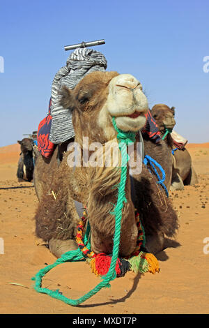 Cammelli sellati in preparazione per prendere i turisti a dorso di cammello nel deserto del Sahara, Merzouga, Marocco Foto Stock