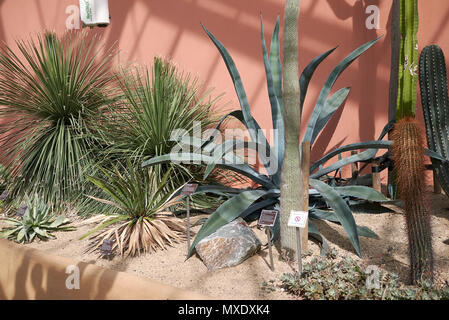 Amsterdam, Paesi Bassi - 16 Maggio 2018: Vista di amsterdam il giardino botanico Foto Stock