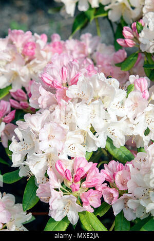 La molla di rododendri in Shropshire, visualizzati qui nel giardino posteriore del fotografo Peter Wheeler di Shrewsbury home. Foto Stock