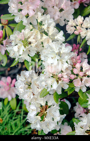 La molla di rododendri in Shropshire, visualizzati qui nel giardino posteriore del fotografo Peter Wheeler di Shrewsbury home. Foto Stock