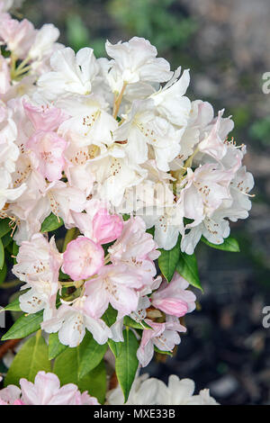 La molla di rododendri in Shropshire, visualizzati qui nel giardino posteriore del fotografo Peter Wheeler di Shrewsbury home. Foto Stock