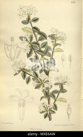 . Osmanthus delavayi, Oleaceae | Piante ornamentali . 1912. M.S. del, J.N.Fitch, lith. 459 Osmanthus delavayi 138-8459 Foto Stock