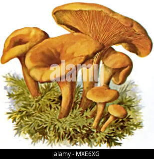 . Falscher Pfifferling (Hygrophoropsis aurantiaca) . 1897 202 Falscher Pfifferling-2 Foto Stock