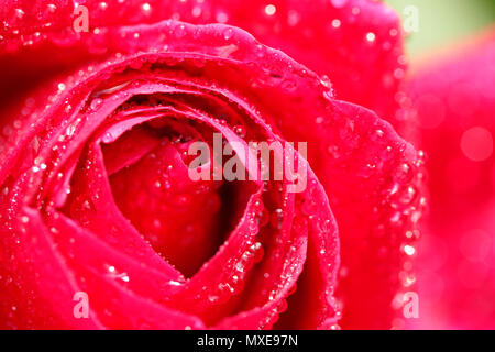 Rose fiore con goccioline. Foto Stock