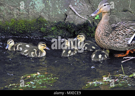 Germano Reale femmina, Anas platyrhynchos, con covata Foto Stock