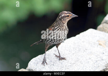 Un rosso-winged Blackbird, Agelaius phoeniceus, neonata in piedi su una pietra, New Jersey, STATI UNITI D'AMERICA Foto Stock