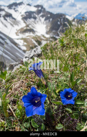 Enzian fiori nel Soierngruppe in Baviera Foto Stock