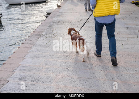 Un uomo cammina i suoi capelli lunghi Welsh Springer Spaniel cane lungo il molo in Italia con turisti e un anatra di fronte, le barche in acqua dal lato Foto Stock