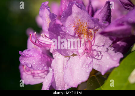 Blooming Rhododendron Catawbiense Grandiflorum in un giardino Foto Stock