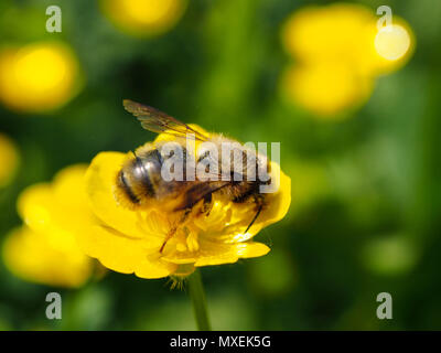 Un miele delle api raccoglie il nettare da un ranuncolo fiore selvatico Foto Stock