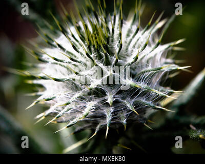 Spear thistle (Cirsium vulgare) in tarda primavera Foto Stock