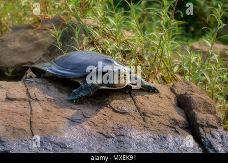 Indian Softshell Turtle aka Gangetic Softshell tartaruga, Nilssonia gangetica, prendere il sole su una roccia sulla banca del fiume Mahanadi, con spazio di copia Foto Stock