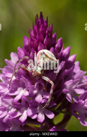 Il ragno granchio (Thomisus onustus) nasconde in Plain Sight, mimetizzata su una selvaggia orchide (Anacamptis pyramidalis). Serra da Arrabida, Portogallo. Foto Stock