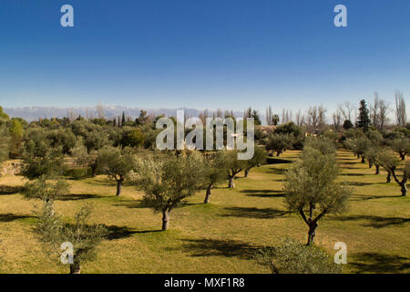 Vista dal trapiche cantina. Mendoza Argentina Foto Stock