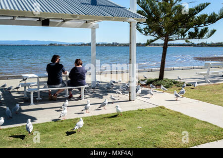 La gente e gabbiani condividere il pranzo su una perfetta e soleggiata giornata invernale, rivolta verso il rovo Bay in Woody Point, Queensland, Australia Foto Stock