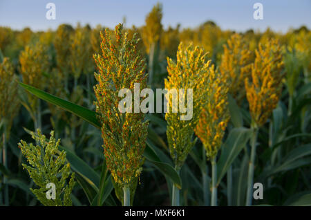 Sorgo denominata anche jowari, miglio, sorgo o sorgo. Foto Stock