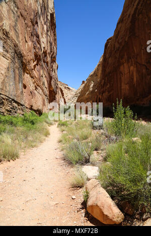 Capitol Gorge Trail nel Capital Reef National Park, UT Foto Stock