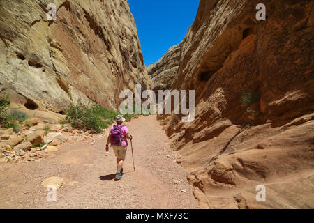 Escursionista in Capitol Gorge Trail nel Capital Reef National Park, UT Foto Stock