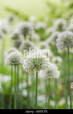 Allium 'Mont Blanc " ad RHS Wisley Gardens. Foto Stock