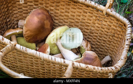 In una radura nel bosco grande cesto di vimini con una varietà di raccolte di funghi di bosco. Foto Stock