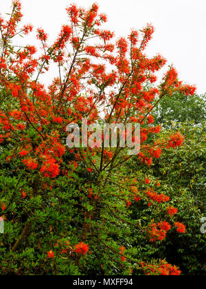 Rosso brillante blumi del cileno flame tree, Embothrium coccineum, fioritura a inizio estate Foto Stock