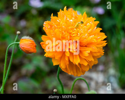 Modulo doppio di colore arancione fiore di papavero gallese, Papaver cambricum var aurantiacum Foto Stock