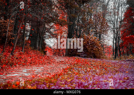 Colori luminosi di caduta. Percorso di foresta con molte foglie cadute, scarlatto paesaggio autunnale nel vecchio parco. Passeggiate, umore, nostalgia concept Foto Stock