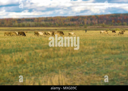 Mucche al pascolo, pastore in autunno paesaggio agreste, campo in pendenza, prato, sullo sfondo di una foresta. Giornata di sole sulla campagna. Selectiv focus Foto Stock