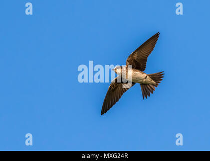 Femmina viola martin (Progne subis) volare nel cielo blu, Iowa, USA Foto Stock