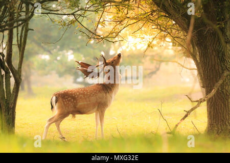 Maschio orgoglioso daini stag, Dama Dama, con grandi corna di cervo rovistando per foglie e frutti di bosco in una oscura foresta verde durante la stagione autunnale sunrise. Foto Stock