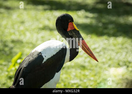 Close up ritratto di una sella colorata fatturati stork (Ephippiorhynchus senegalensis) in piedi in un prato verde. Foto Stock