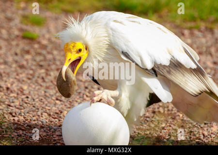 Avvoltoio capovaccaio (Neophron percnopterus) gli uccelli rapaci, chiamato anche il bianco avvoltoio scavenger o faraone pollo, la rottura di un grosso uovo bianco con una s Foto Stock
